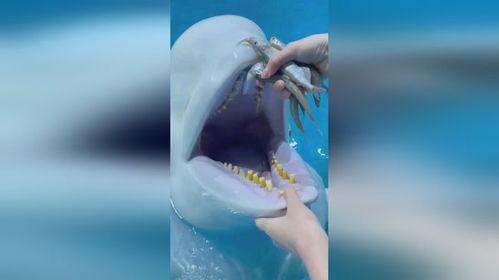 带你吃瓜白鲸,白鲸世界里的“吃瓜”趣事