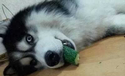 二狗吃瓜现场,揭秘娱乐圈幕后风云