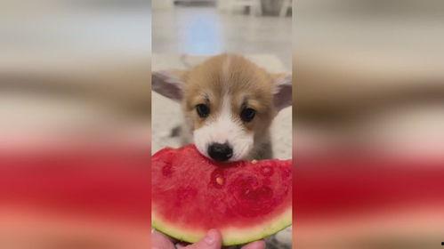 小狗吃羊角瓜行吗,一场意外的美食冒险