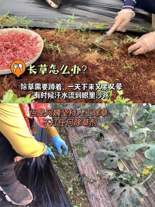 帝王路吃瓜,宫廷风云,吃瓜群众揭秘宫廷秘闻