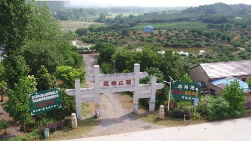 青农吃瓜假山,揭秘校园里的神秘“绿洲”