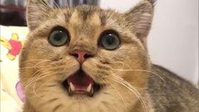 金渐层吃瓜,金渐层猫咪的夏日吃瓜日常