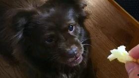 吃瓜狗子直播回放