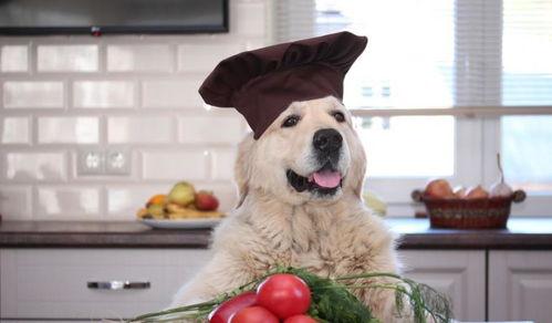 狗狗吃茄瓜,揭秘潜在风险与应对措施