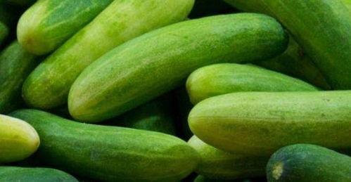 交城吃瓜女,揭秘校园里的“瓜田”趣事