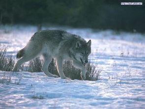 大尾巴狼吃瓜,一场惊心动魄的生态冒险