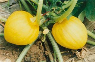 白栗瓜怎么吃,解锁美味新体验