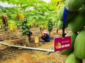 逸辰在线吃瓜,揭秘娱乐圈幕后故事