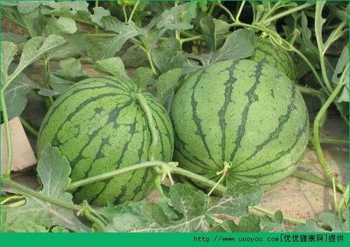 秦皇岛吃瓜情报处,揭秘最新吃瓜情报