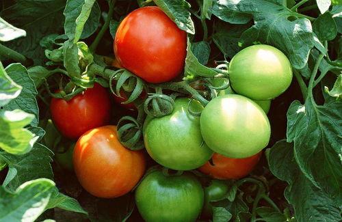 朝廷吃瓜系统番茄,番茄视角下的宫廷风云