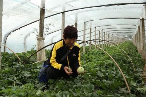 莱阳最近吃瓜,揭秘近期热门吃瓜事件