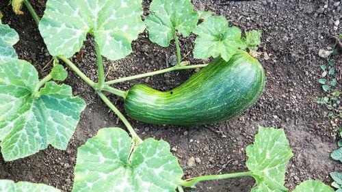 吃瓠瓜中毒视频,食品安全不容忽视