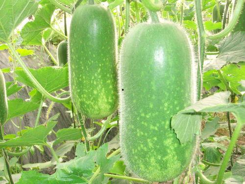 drwu吃瓜,揭秘drwu吃瓜背后的娱乐风云