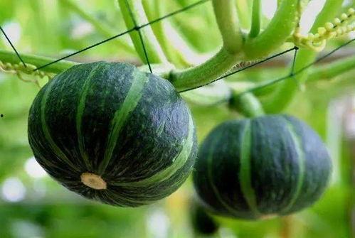 满园吃瓜小说,一场别开生面的宫廷美食盛宴