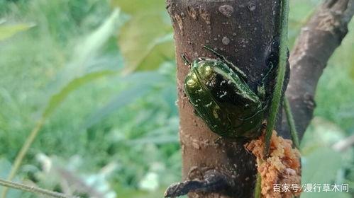 吃瓜叶子是什么虫,探究瓜叶虫的生态与防治策略