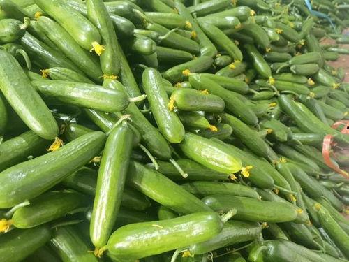 小瓜怎么吃爽口,夏日清凉新体验