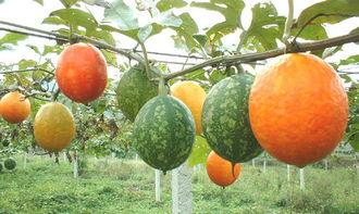 喂奶可以吃吊瓜吗,哺乳期妈妈可否享用吊瓜美食？