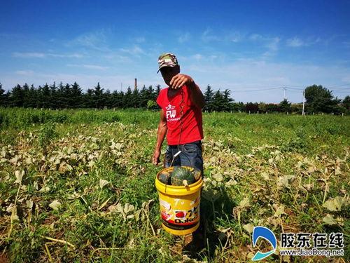 海阳市吃瓜,探寻当地特色美食之旅