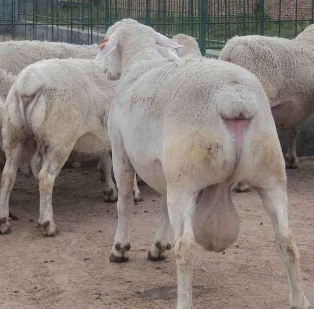 吃瓜直播小绵羊,小绵羊带你领略娱乐圈幕后风云