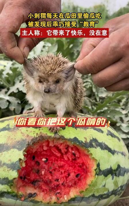 动物会吃瓜吗,揭秘哪些动物喜欢吃瓜