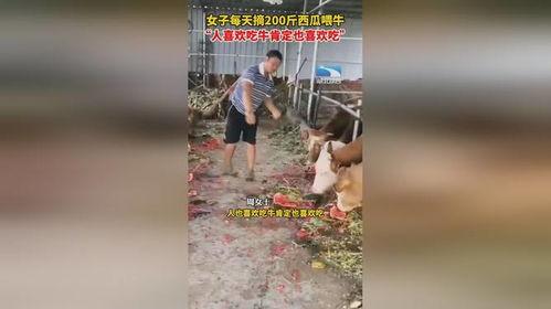 女人梦到牛吃瓜