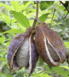 第一次吃八月瓜视频播放,一场味蕾与自然的邂逅之旅